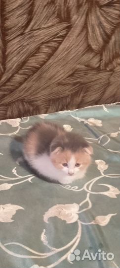 Котята породистые