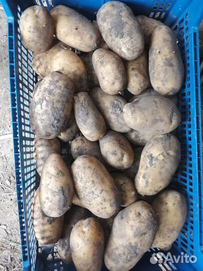 Картофель Уника на семена