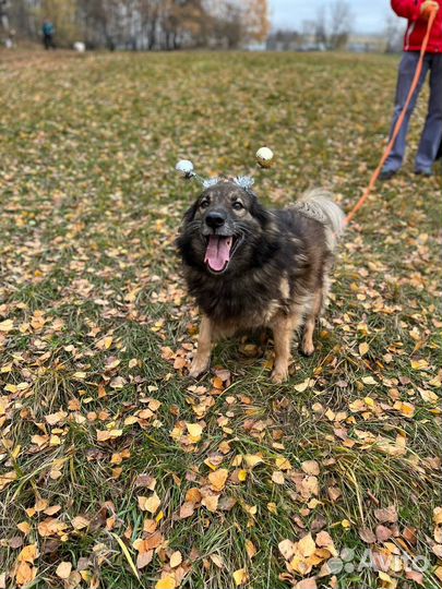 Собака из приюта