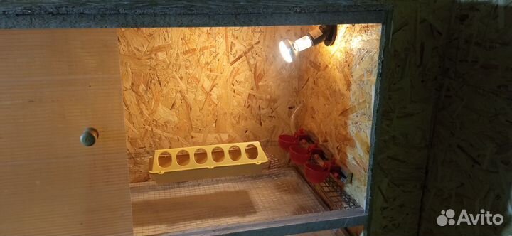 Брудер для цыплят