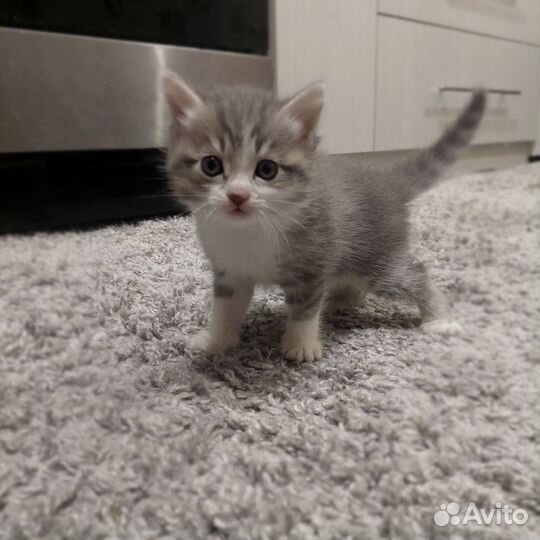 Сибирские котята