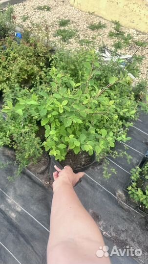 Спирея вангутта