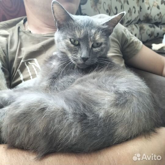 Кошечка ищет дом