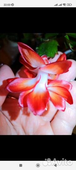 Декабрист шлюмбергера редкие сорта