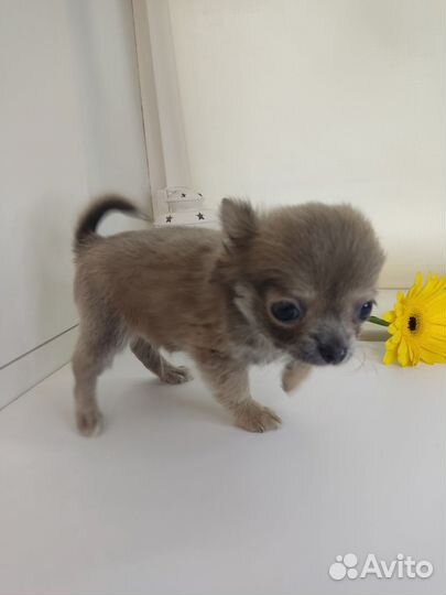 Щенки чихуахуа мальчики мини и стандарт