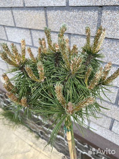 Сосна Benjamin штамб