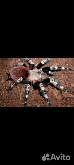 Паук птициед, скорпион