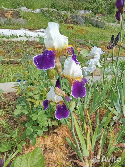 Ирисы бородатые