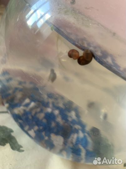 Улитки аквариумные