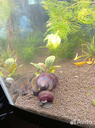 Черничные ампулярии