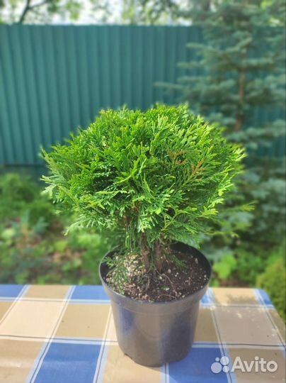 Туя шаровидная даника