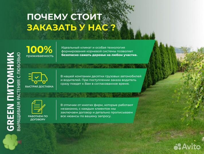 Туя Брабант с посадкой
