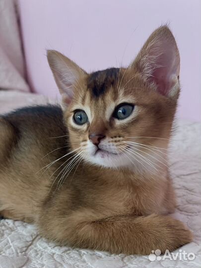Абиссинские котята