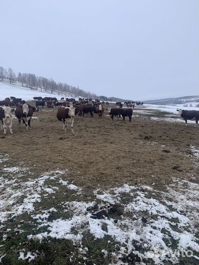 Телки,Нетель,Коровы породы Герефорд