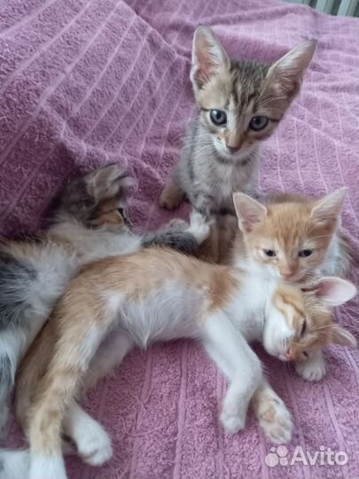 Котята в добрые руки