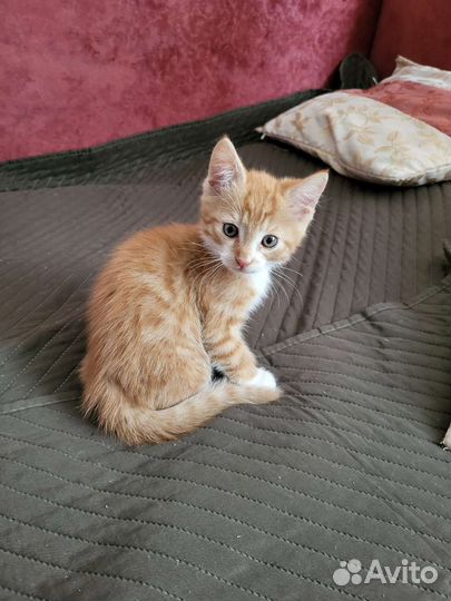 Рыжий котенок мальчик