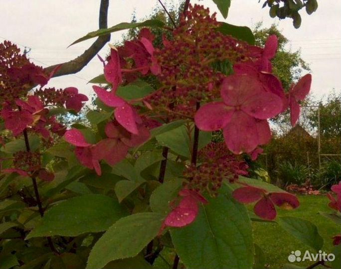 Гортензия Вимс ред