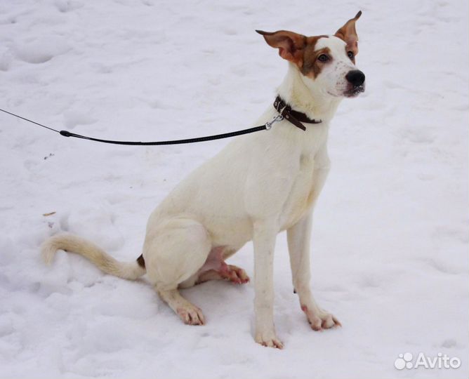 Щенок Бублик (метис охотничьей) в поисках дома