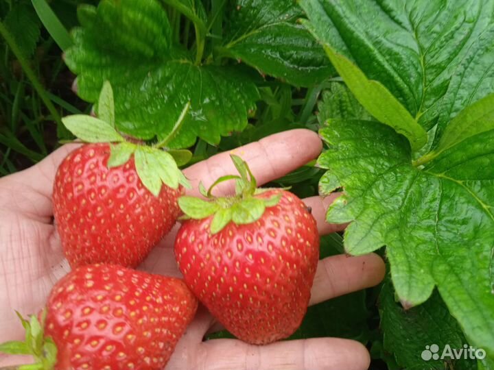 Клубника ремонтантная Альбион и другие