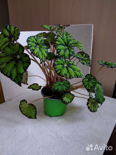 Бегония тигровая декоративнолиственная