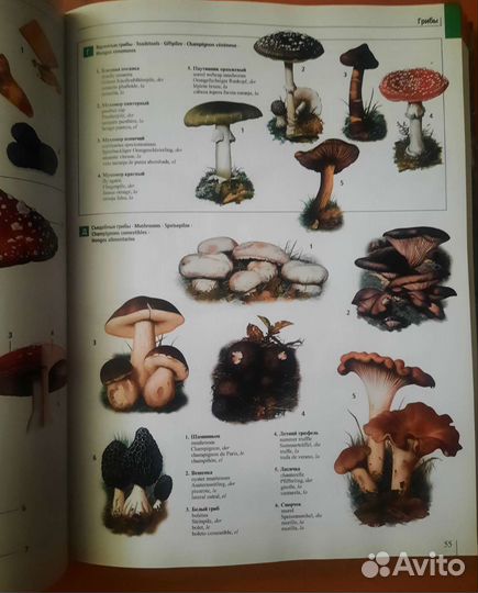 Большой иллюстрированный словарь