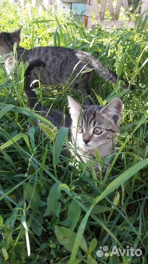 Котенок в добрые руки