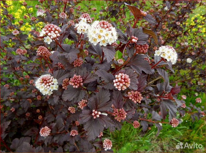 Пузыреплодник калинолистный диабло