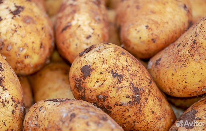 Продам картофель