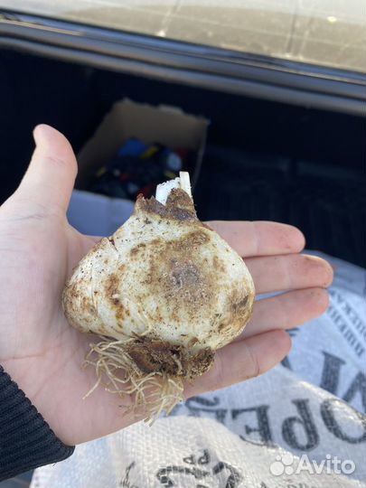 Луковицы тюльпанов