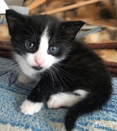 Отдам в добрые руки