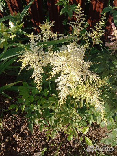 Астильба растение