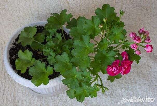 Пеларгония