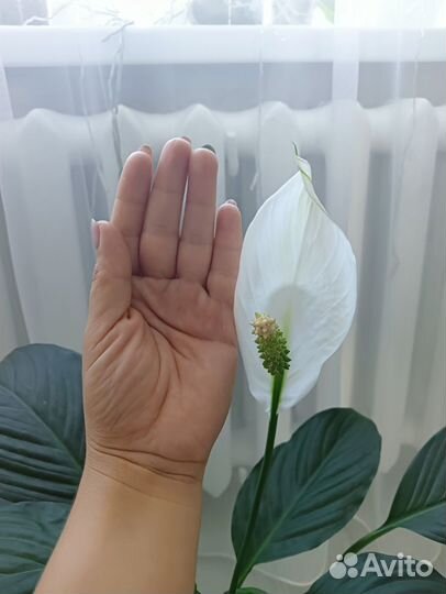 Спатифиллум