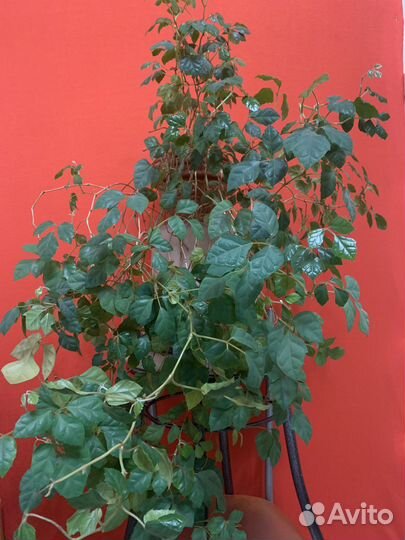 Циссус березка