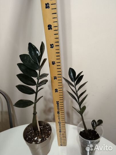 Замиокулькас черный.Равен