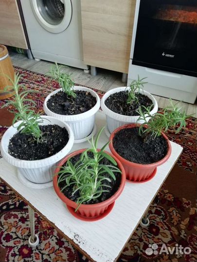 Розмарин в горшке