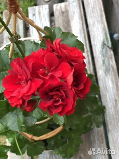 Герань ампельная. 80 см