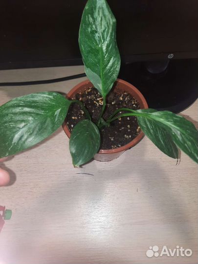 Замиокулькас, спатифиллум джемини