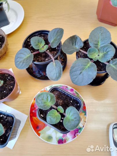 Продам детки фиалок махровых