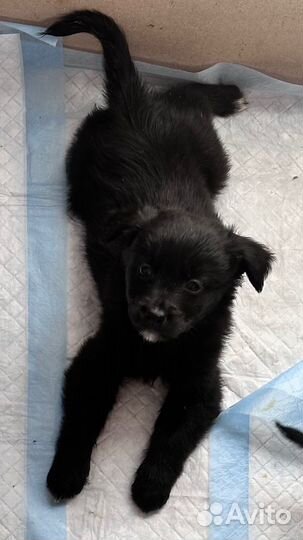 Щенята в добрые руки