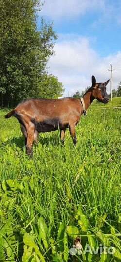 Коза Дойная