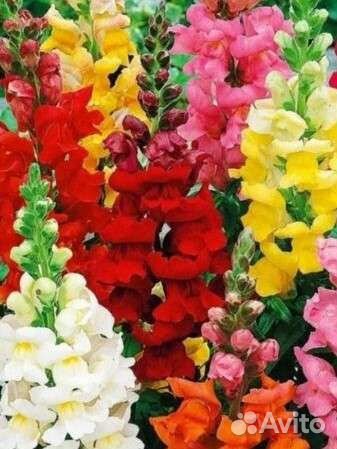 Семена цветы львиный зев, турецкая гвоздика