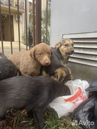 Щенок в добрые руки