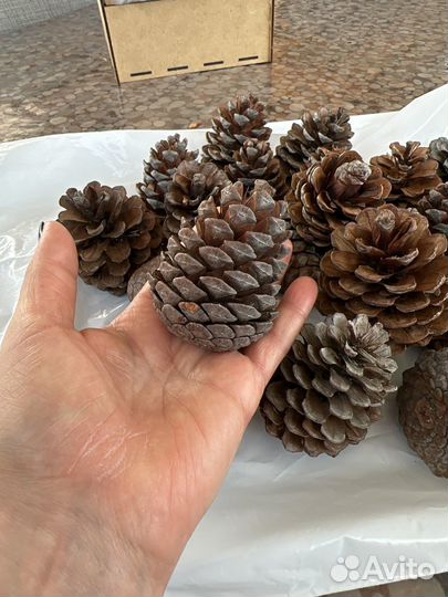 Шишки сосновые пакетом