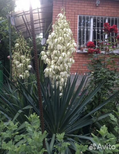 Пальма юкка садовая