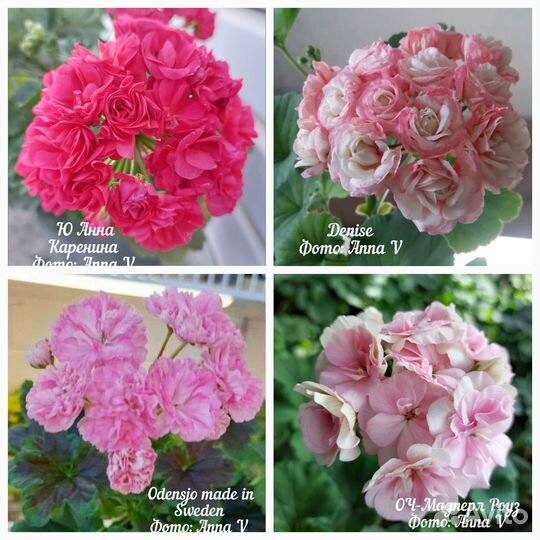 Пеларгонии сортовые