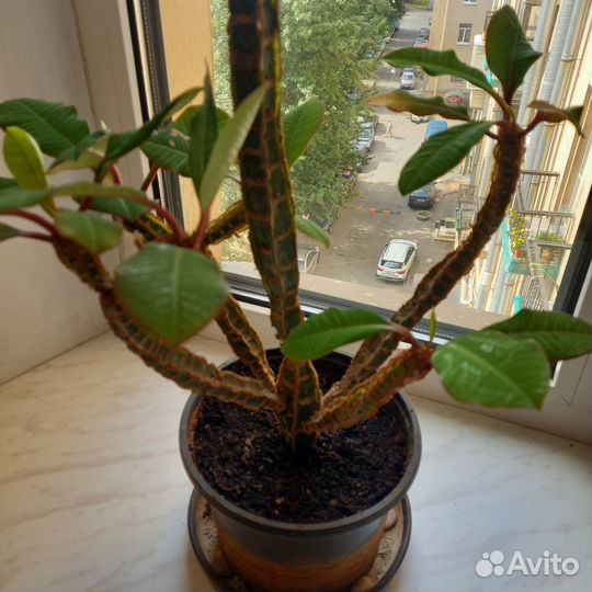 Комнатные растения Эуфорбия Беложильчатый Молочай