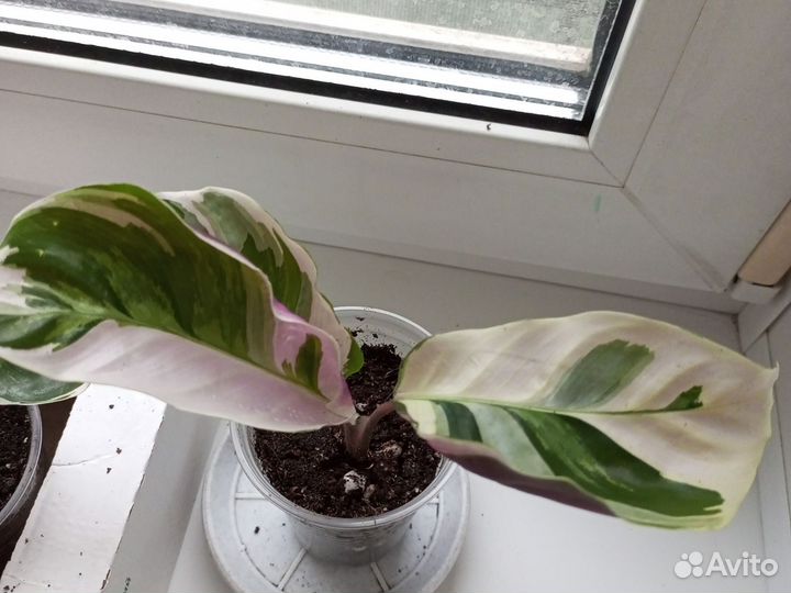 Калатея Вайт Фьюжн