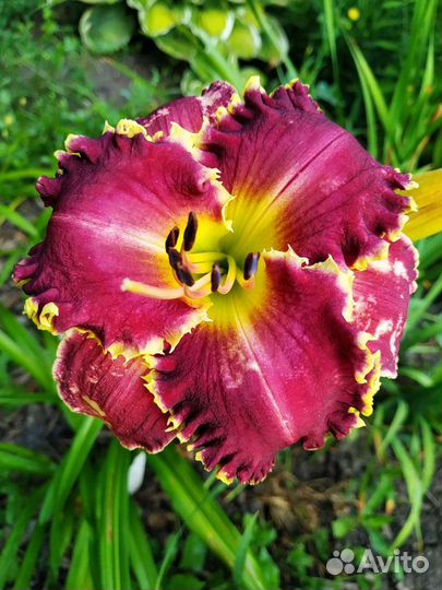 Лилейник Spacecoast Sharp Tooth