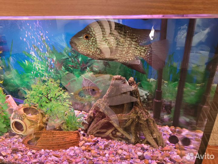 Аквариумные рыбки